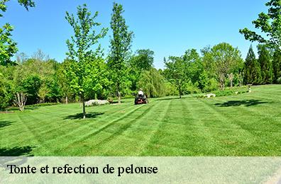 Tonte et refection de pelouse