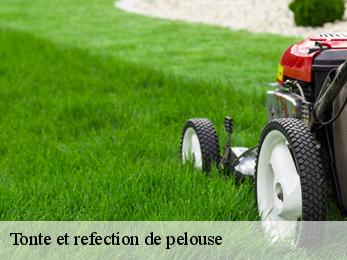 Tonte et refection de pelouse