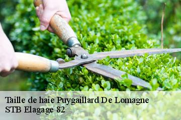 Taille de haie  puygaillard-de-lomagne-82120 STB Elagage 82